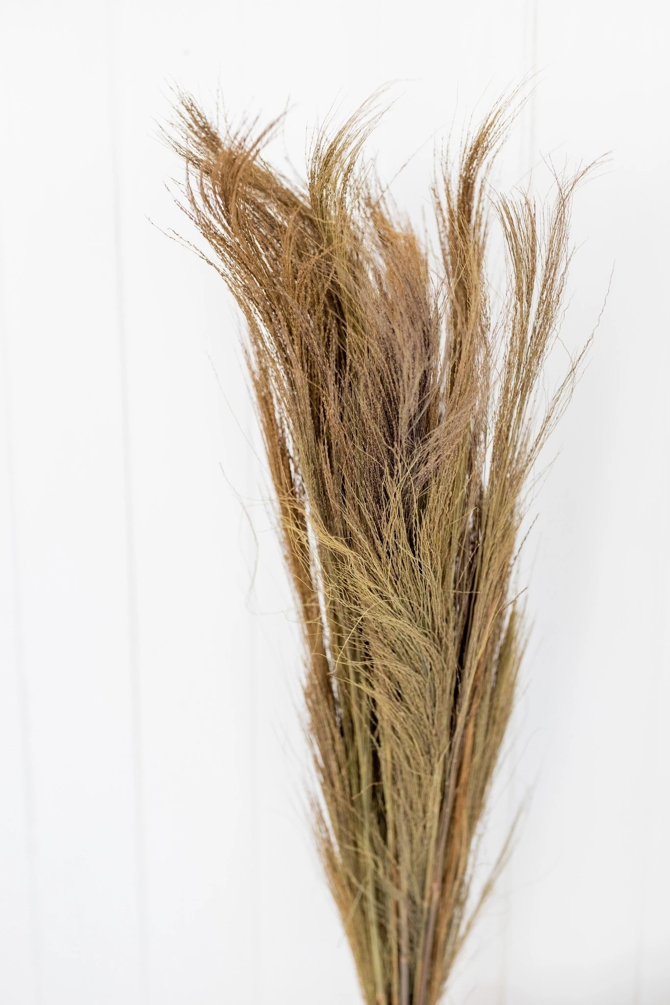 BROOM GRASS